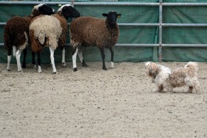 Scamp herding