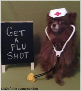 My first cousin (on my father’s side) Dolce Vita wants to remind you to get your flu shots (I’m not sure if dogs can get them, or the flu).