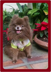 My first cousin Dolce Vita was entered in the Petzlife 2016 Best Smile contest . She took second place but the winner is a professional dog and should have been disqualified. I can’t smile like this because I have funny looking teeth and can’t afford braces (I don’t get paid enough).