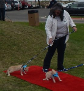 At the recent Felix n’Fido Bring Me Home Adoption Festival cats weren’t very cooperative in walking down the “red carpet” to be adopted.