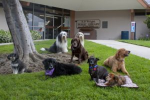 These are the original "Paws" dogs at the Wright Library. Some of them are still working. 