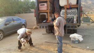 CARL is the proud temporary home of 26 dogs evacuated from the Sand Fire.