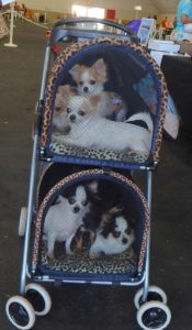 This is sooo cute from the recent dog show held at the Fairgrounds.