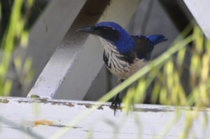 You might see an Island Scrub-Jay on Santa Cruz.