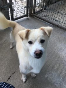 This dog was rescued from the Yulin Dog Meat Festival.