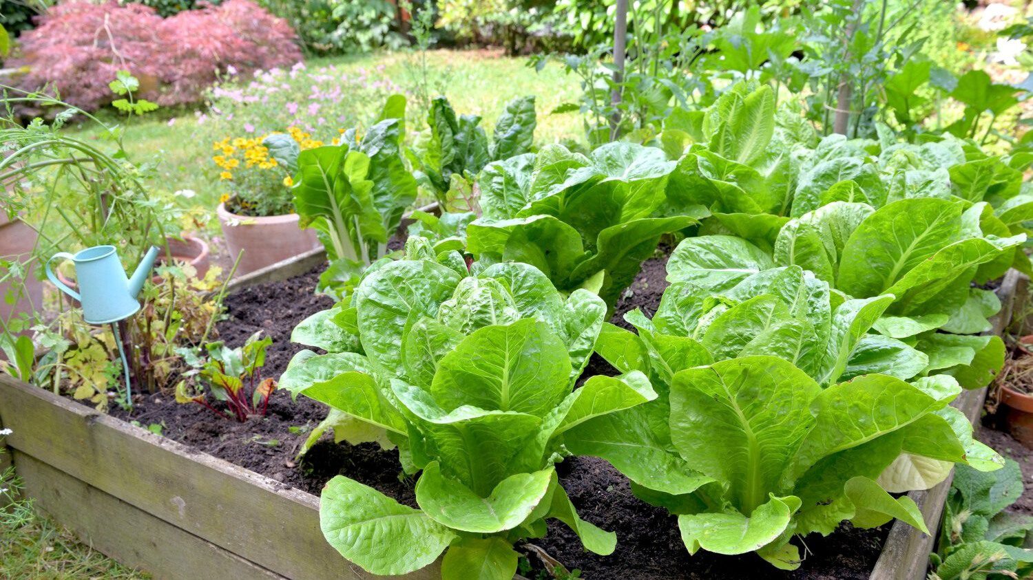 Vegetable garden with bright green lettuces and other food plants.
