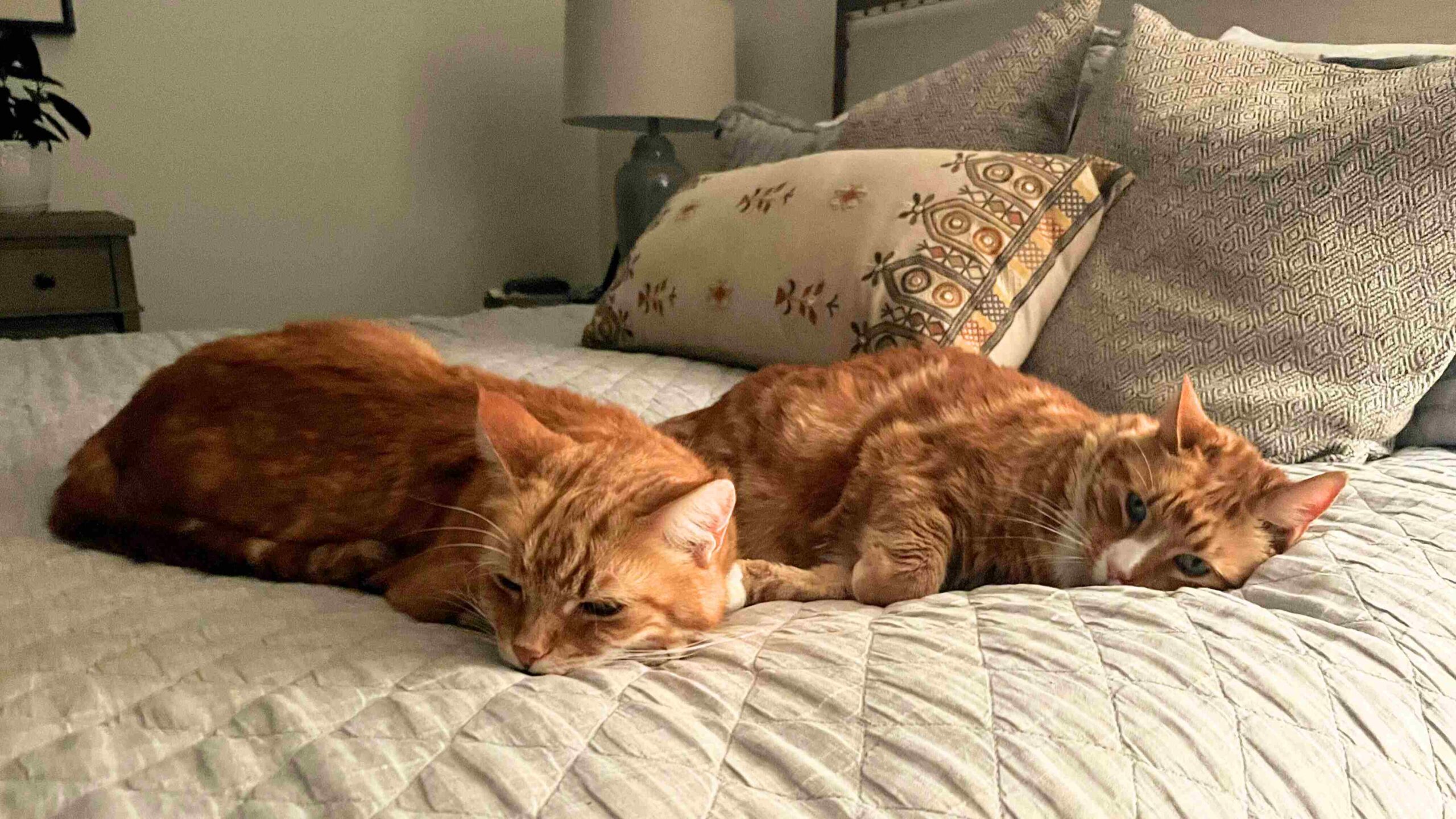 Two ginger cats sleeping on a bed.,