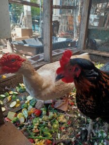 Chickens in a chicken coop.