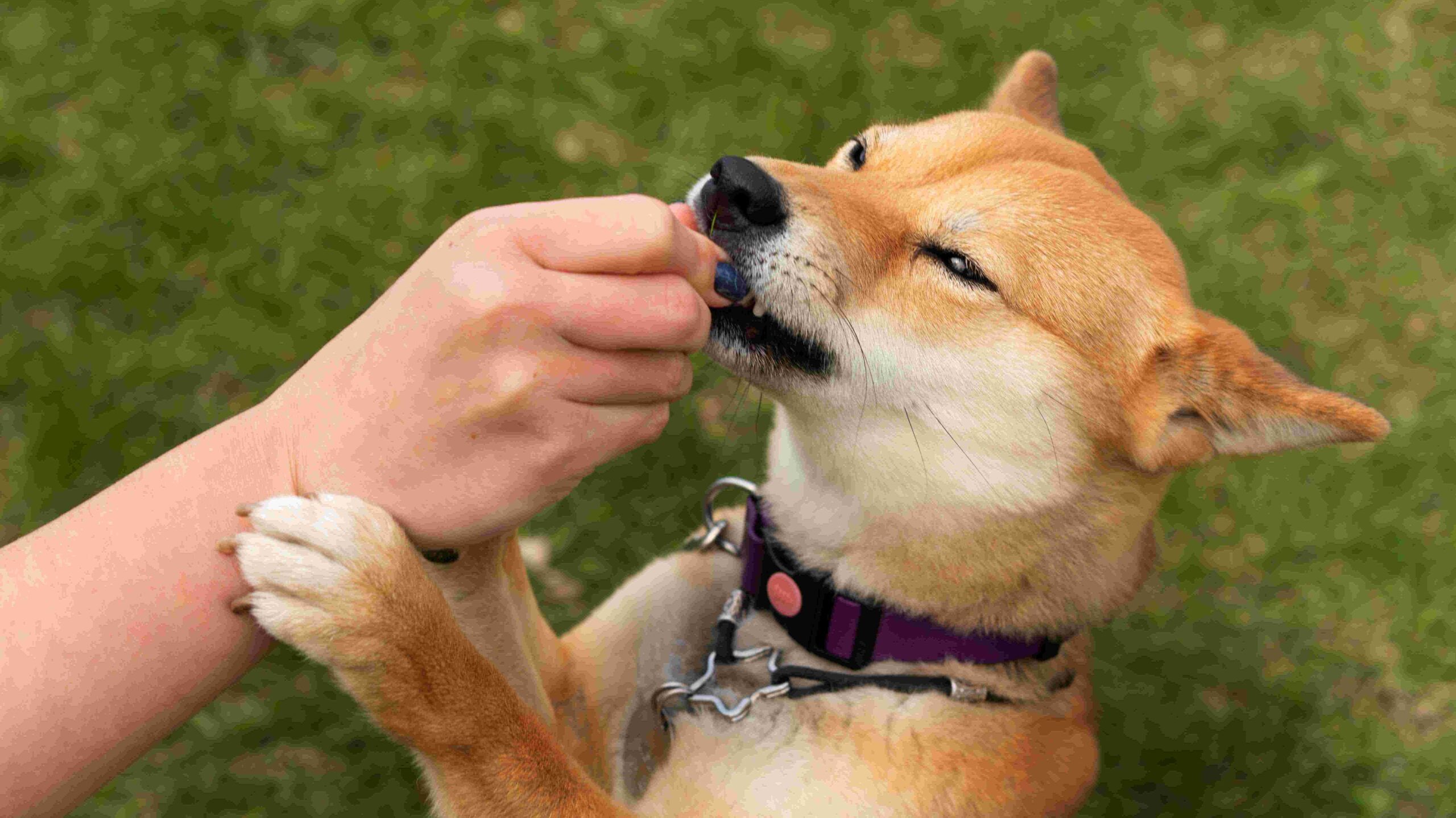 Dog being hand-fed food.
