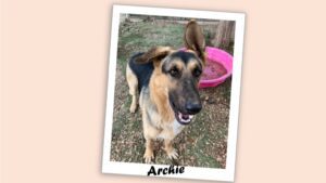 Archie, a cute German Shepherd mix dog.