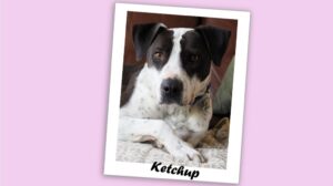 Ketchup, a pretty white dog with short hair and brown patches of color around her eyes.