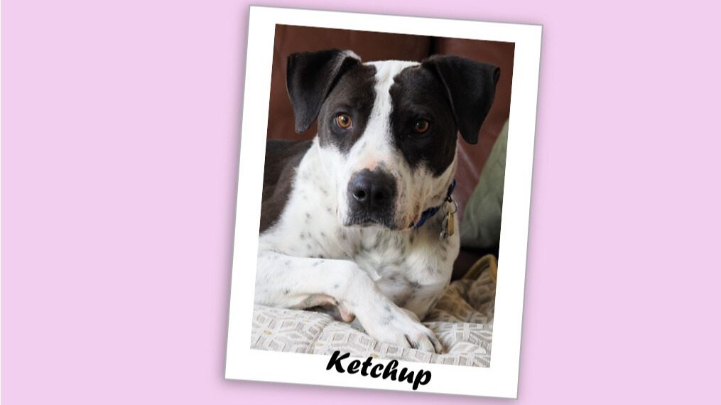 Ketchup, a pretty white dog with short hair and brown patches of color around her eyes.