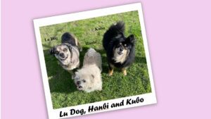 Photo of three small dogs siting on grass.
