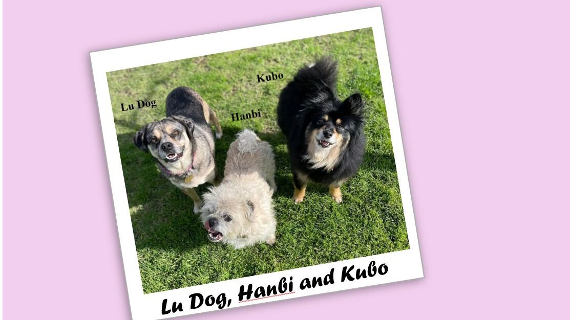 Photo of three small dogs siting on grass.