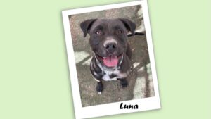 Luna, a sweet Pitbull mix dog standing on grass.