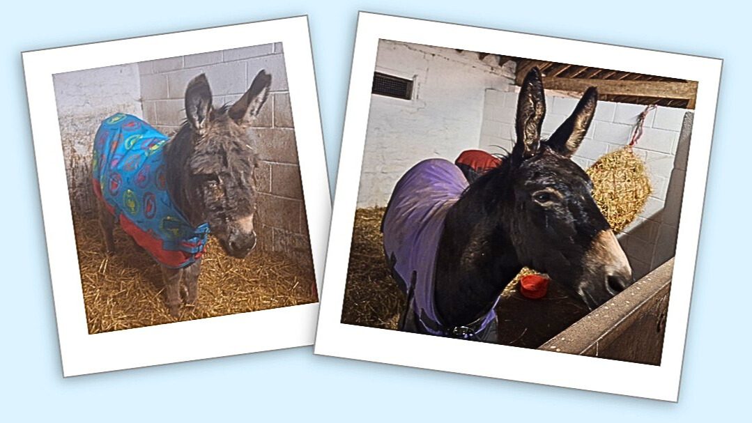 Two donkeys in their stables.