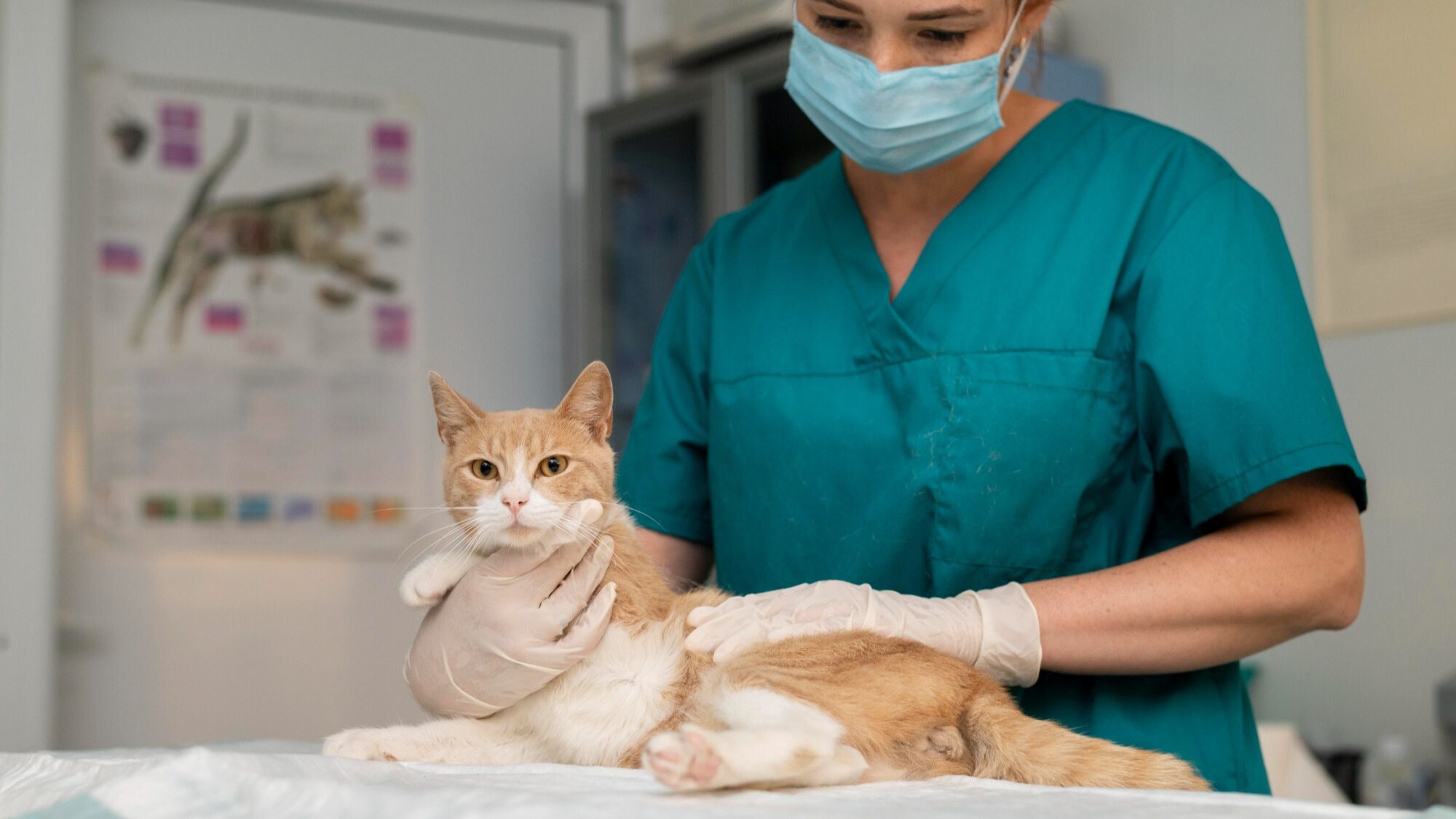 Cat being examined by a veterinarian in a clinic.