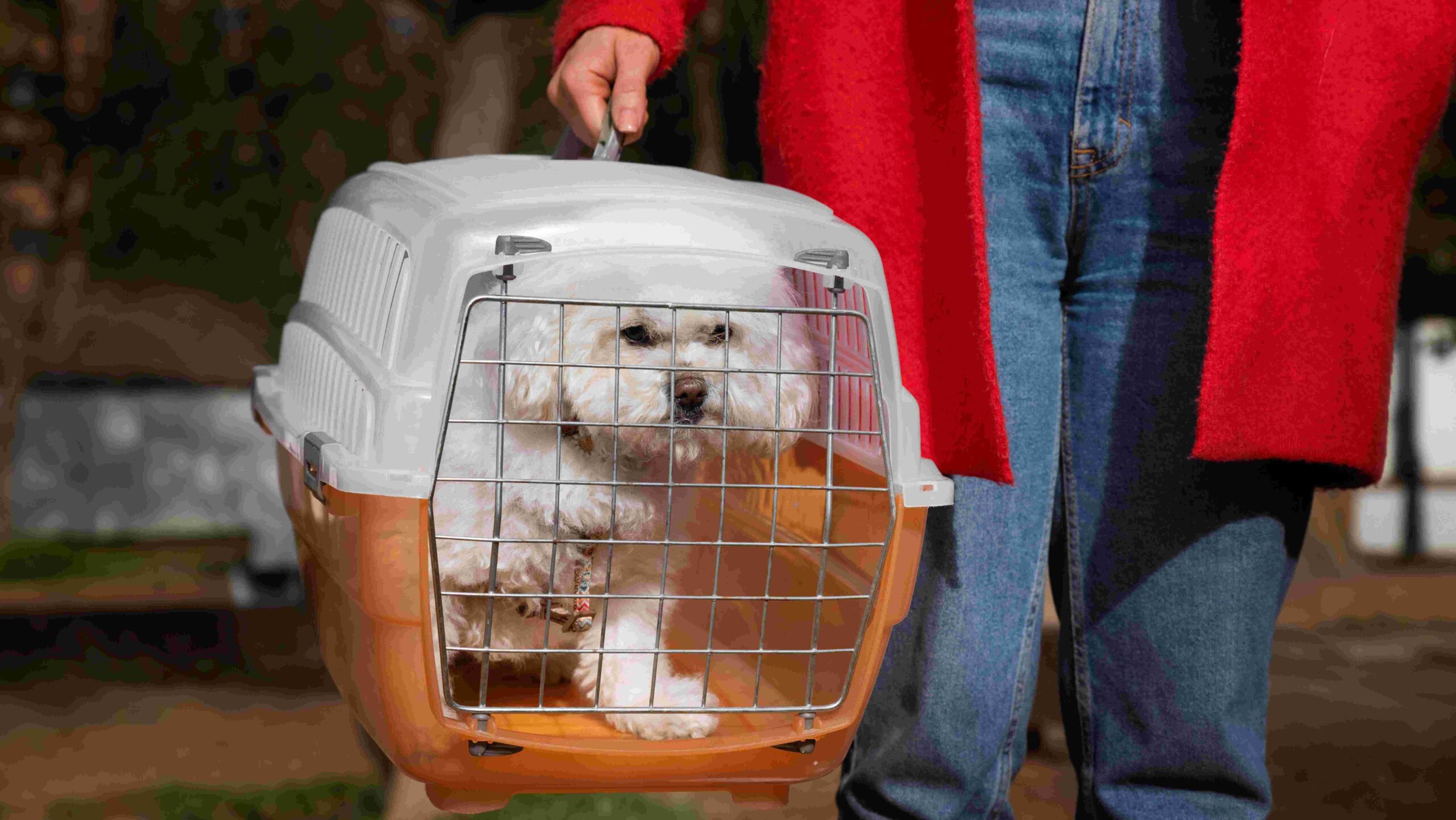 Small white dog being carrier in an orange pet carrier.