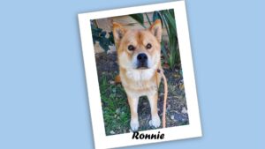 Ronnie - a small gold and white dog.