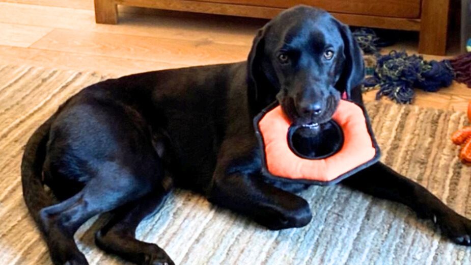 Black/brown Labrador dog with toy in her mouth, laying on the floor.