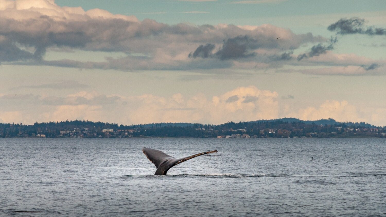 Whale's tail above the surface of the ocean.