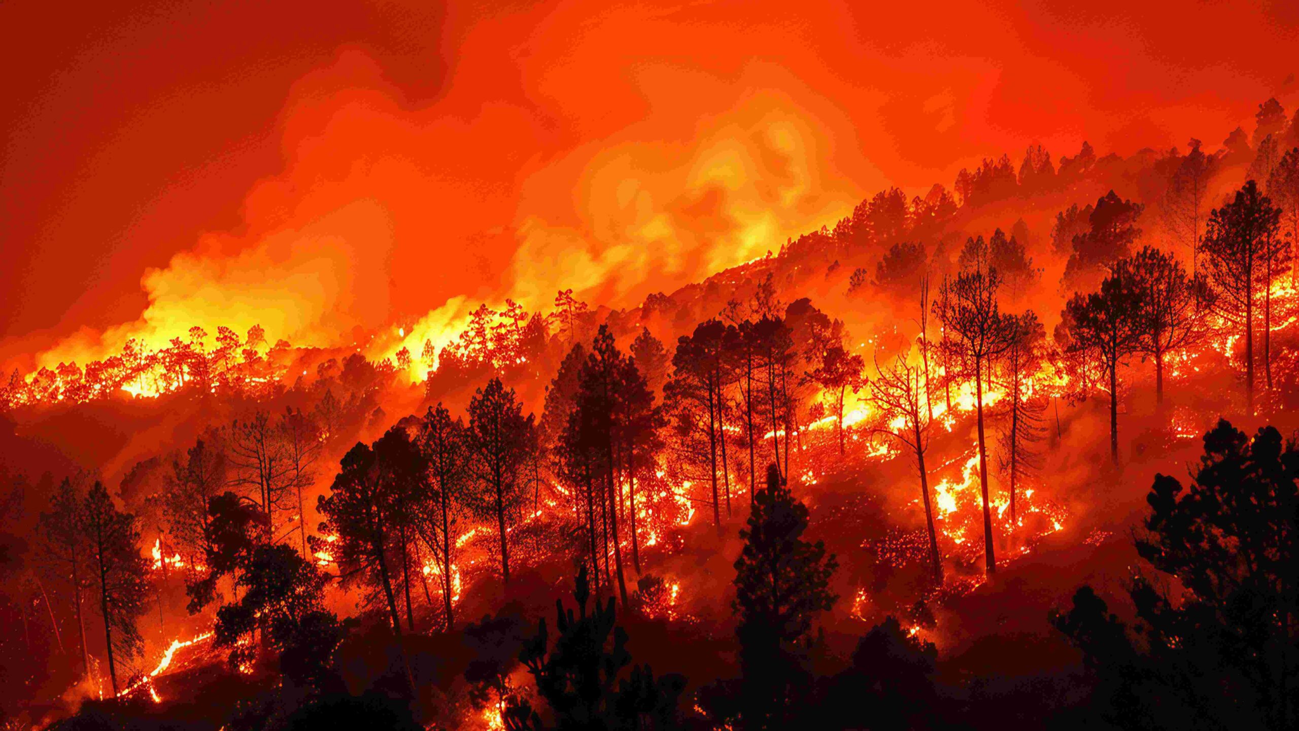 Forest fire image