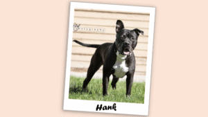 Photo of Hank, a dark brown dog with a white chest.