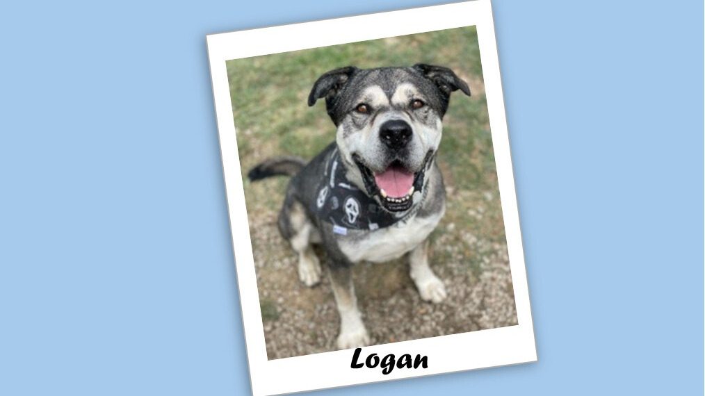 Photo of Logan, a sweet Huskey-mix dog.