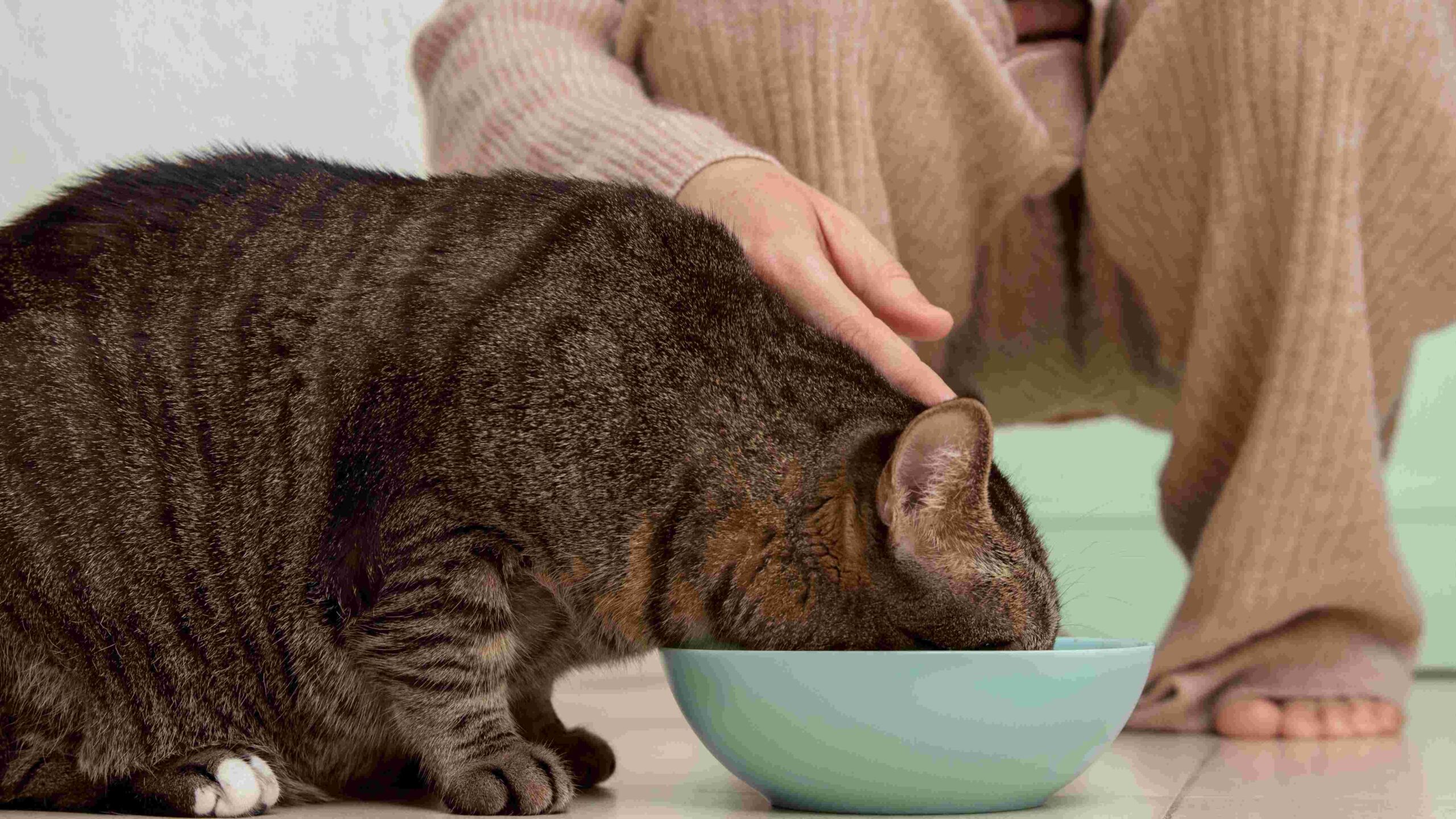 Photo of a cat eating from a bowl while their owner strokes their fur.