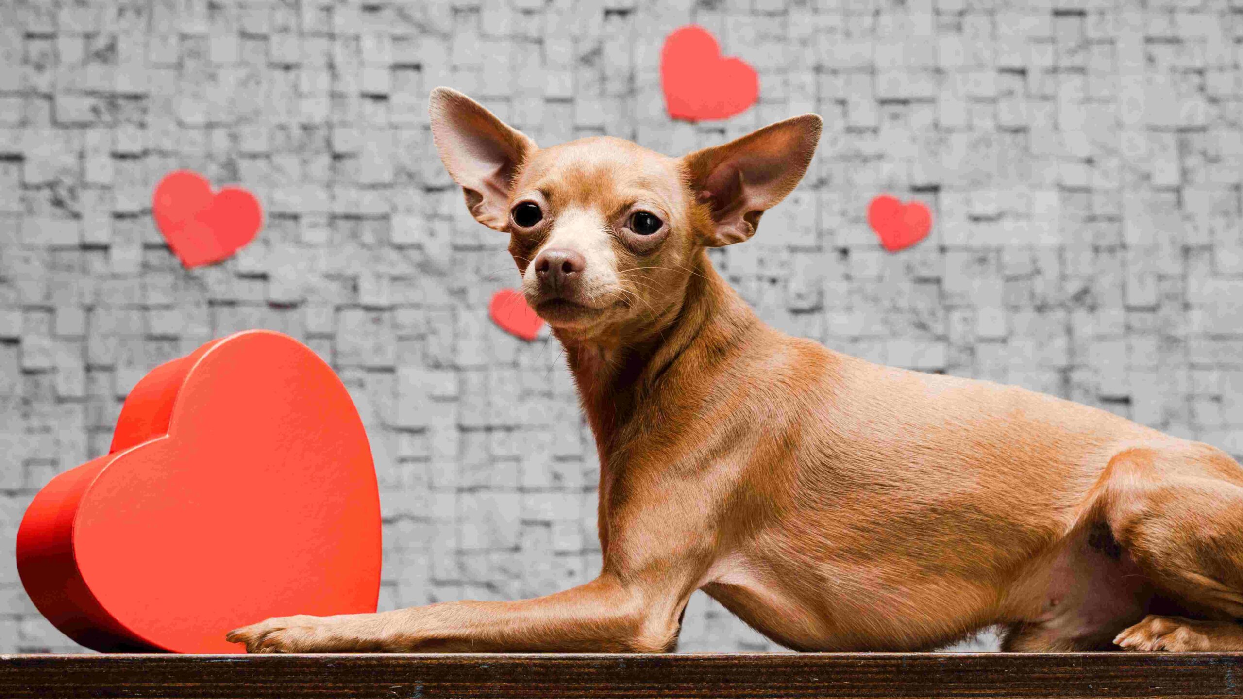 Chihuahua dog with hearts in the background.