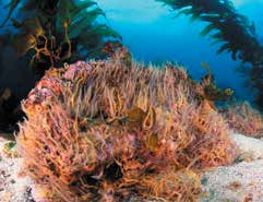 Oceana and Blancpain by Danny Ocampo