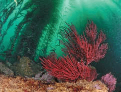 Oceana by Danny Ocampojpg