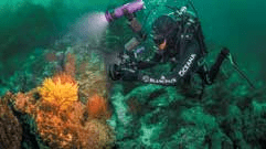 Oceana, courtesy Jason Heaton