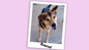 Photo of Rascal - a sweet, German Shepherd-mix dog.