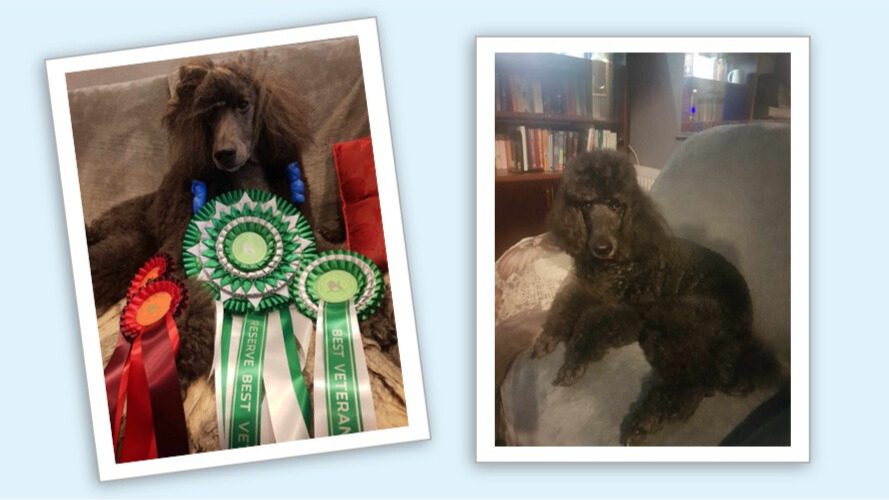 Two standard poodles, Rowan and Sydney. Rowan has rosettes from winning dog shows.