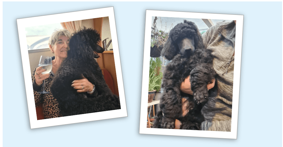 Photo of Vito, a black Standard Poodle puppy, sitting on Eileen Doyle's lap and another photo of Vito being held in a garden.