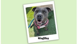 Photo of Waffles, a dark grey Pitbull mix dog.