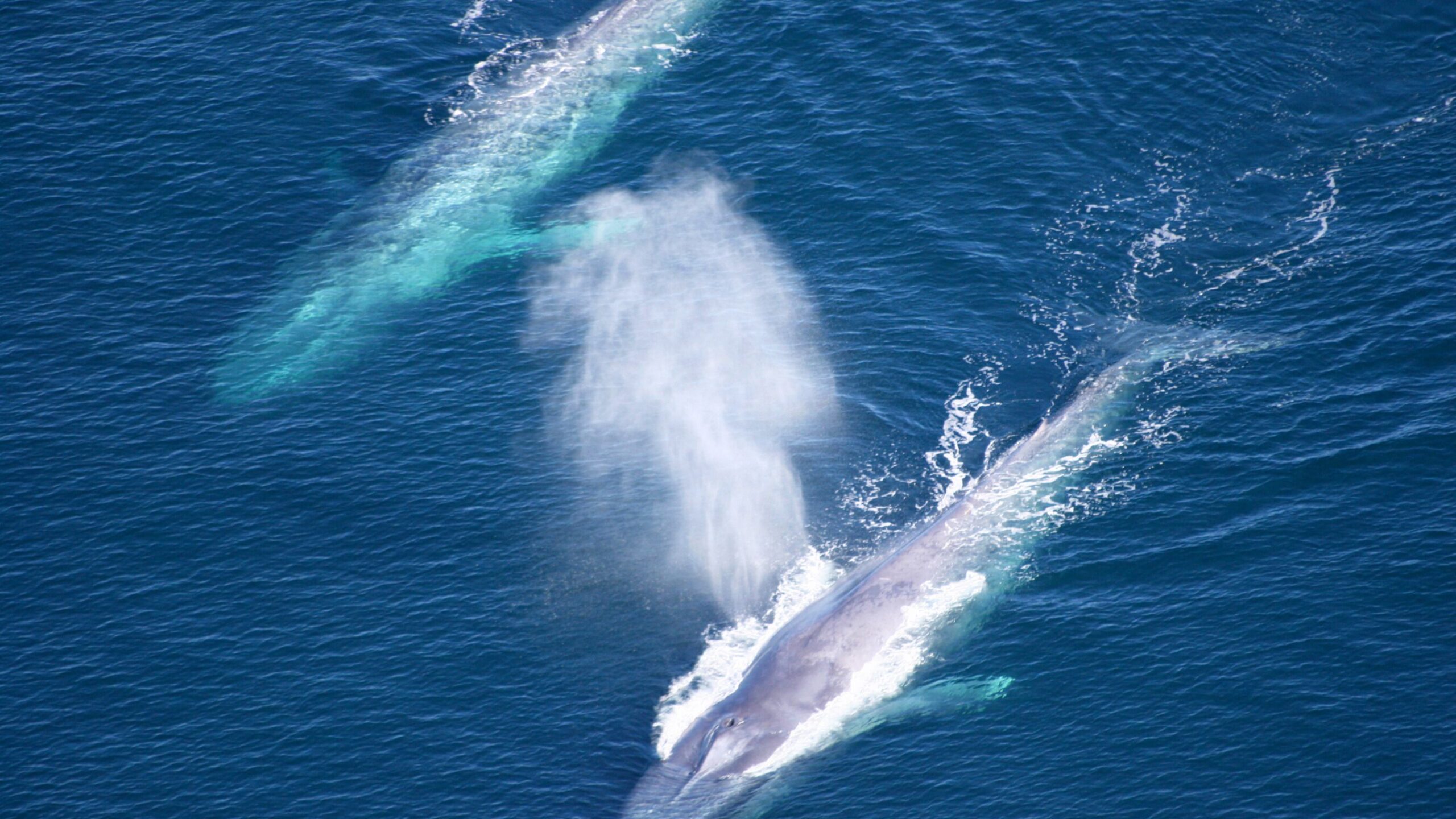 Blue Whales