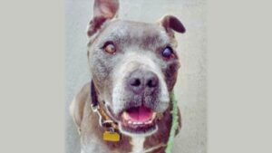 Photo of Jasper, a sweet Pitbull with a missing eye.