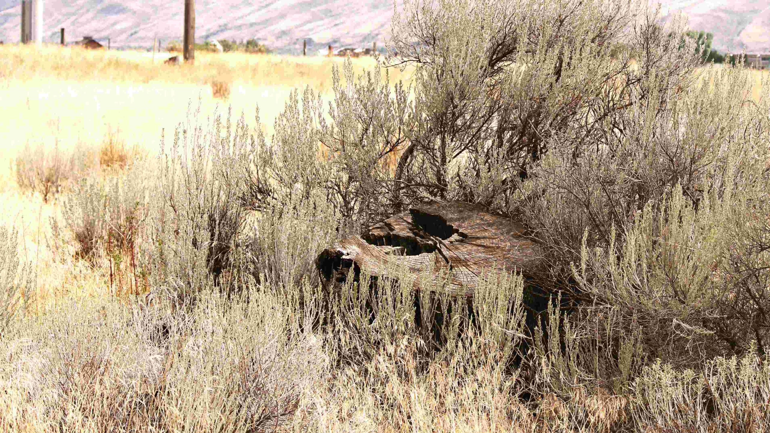 Dry brush in a field or backyard.