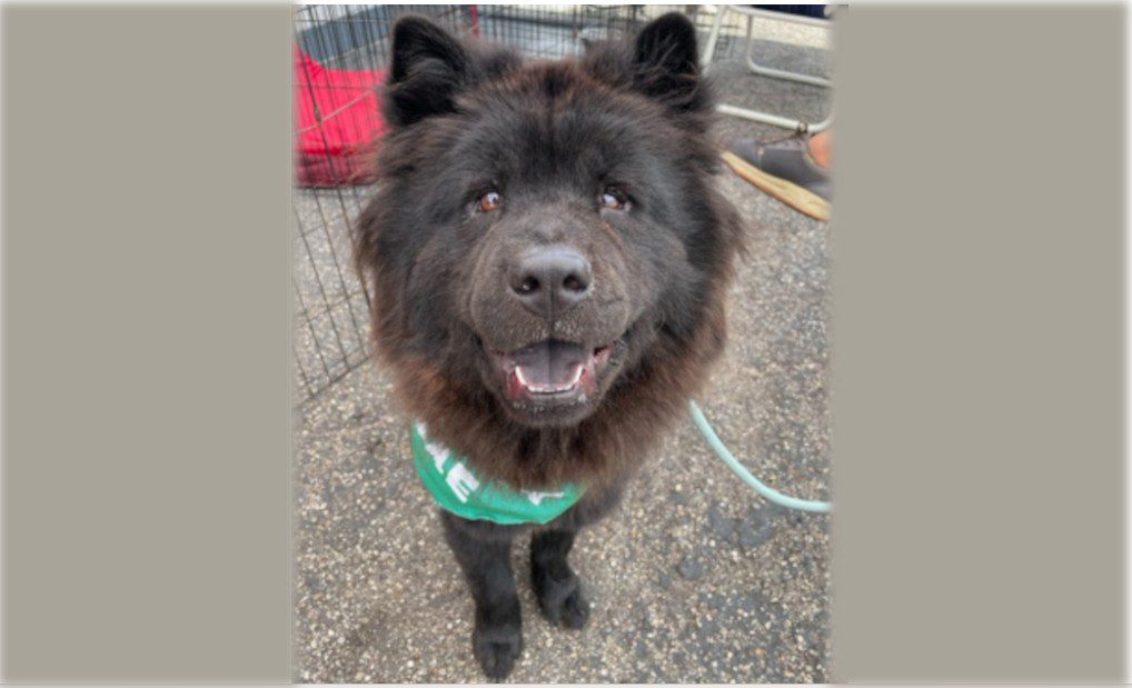 Photo of Nellie - a sweet and fluffy black Chow.