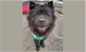 Photo of Nellie - a sweet black Chow.
