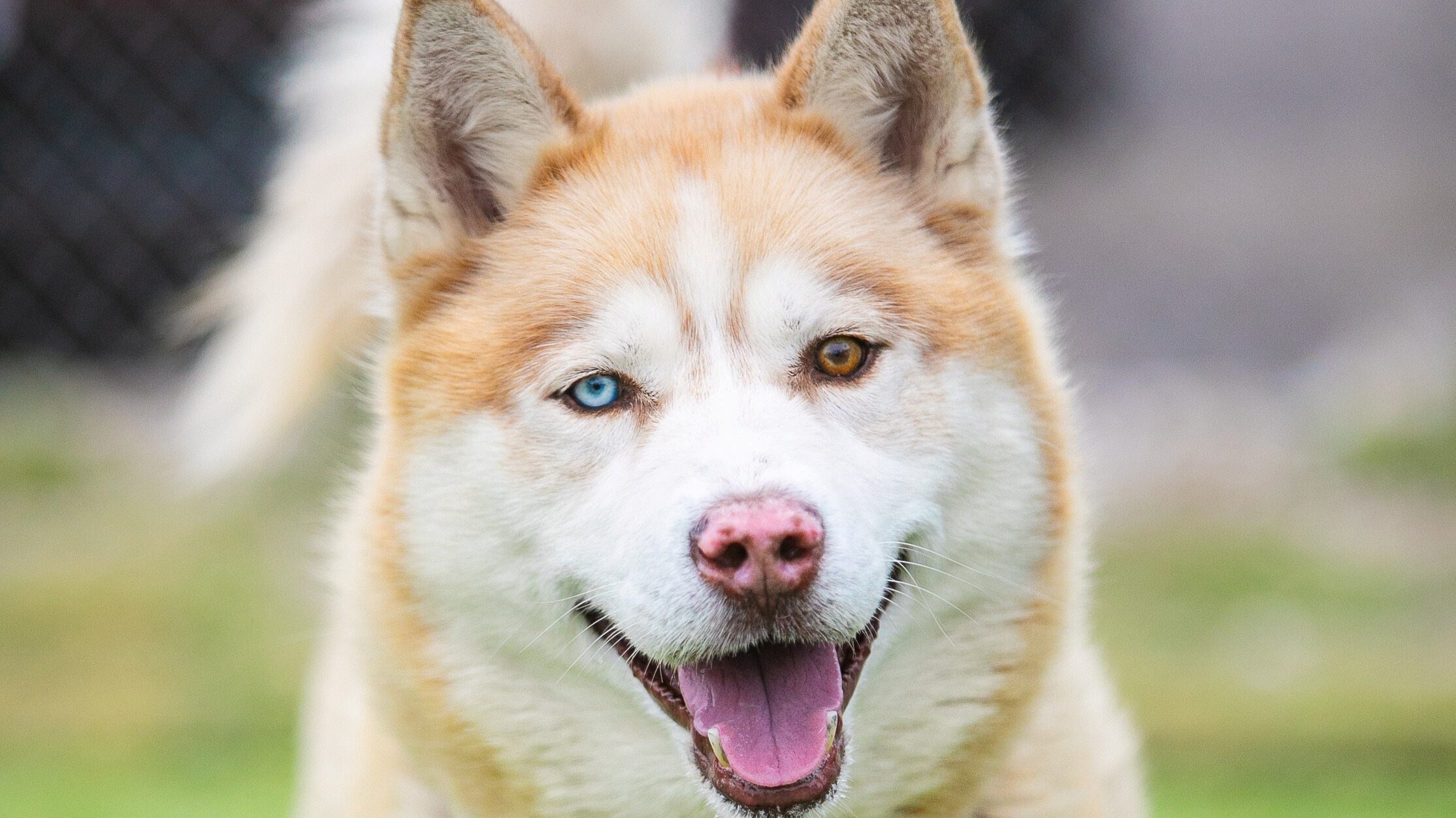 Beautiful Husky dog named Nutmeg with one blue eye and one brown eye.