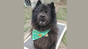 Photo of Smokey - a pretty black Chow wearing a green bandana.