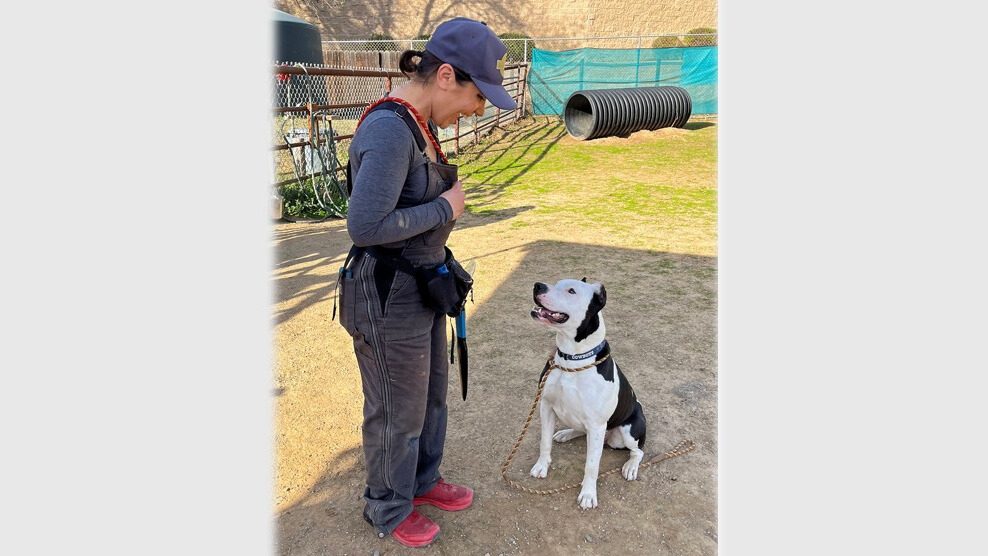 Dog trainer working with large black and white dog.