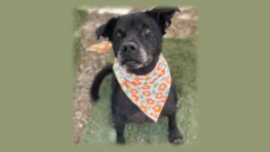 Photo of Baby the dog wearing a colorful bandana.