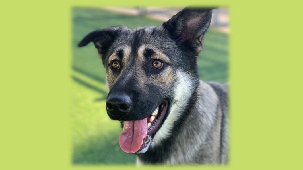 Photo of Shepherd-mix dog named Bramble.