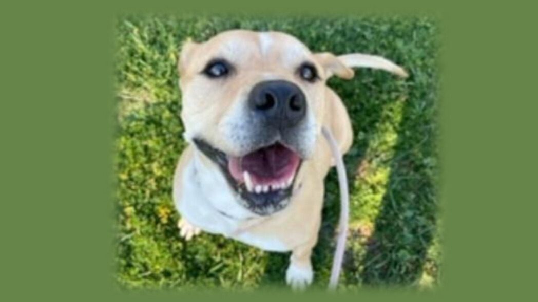 Photo of Cain the dog - a pretty, tan-colored mix breed.