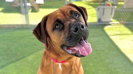 Photo of Cassadano - a stunning boxer-mix dog.