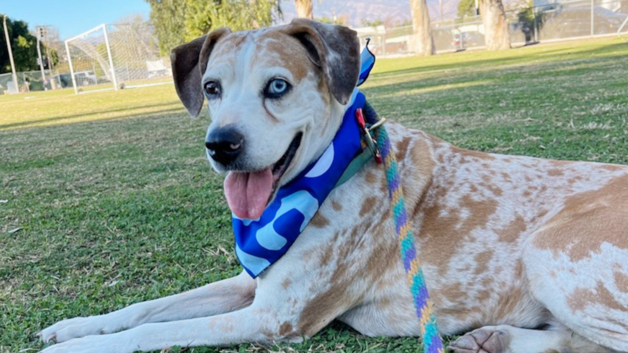 Photo of Daisy lying on grass wearing a blue bandana.